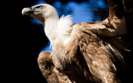 30,000-Year-Old Vulture Feathers Discovered, Uniquely Preserved in Volcanic Ash