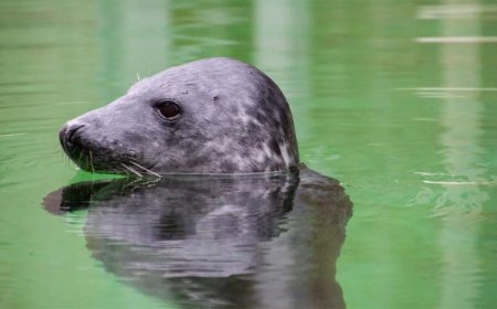 Study Finds grey Seals Can Track Blood Oxygen to Prevent Drowning