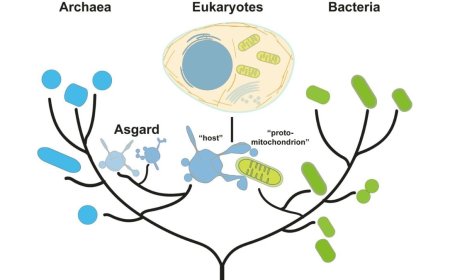 Asgard Archaea May Hold the Key to the Origins of Eukaryotic Life, New Study Suggests