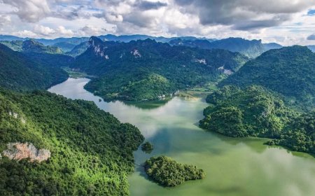 Tropical Tree in Panama Evolves Shocking Defense, Strikes Rivals with Lightning Bolts