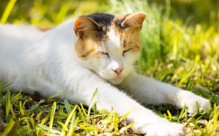 Tunisia Could Have Been the Birthplace of Today’s Domestic Cats, Reveals New Origin Study