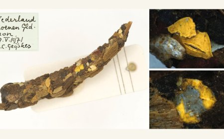 Researchers Find Microplastics in Caddisfly Casings From 1970s, Hints at Long-Term Contamination Risk