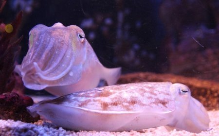 Cuttlefish May Communicate Using Tentacle Waves, Study Finds