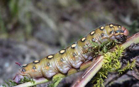 Strange New Worm Found Off Spain’s Coast Can Shrinks to One-Fifth Its Size