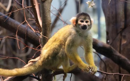 Capuchin Monkeys Abduct Baby Howler Monkeys on Panama’s Jicarón Island, New Study Reveals