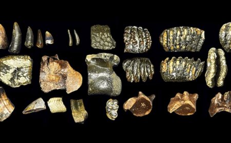 New Homo Erectus Fossils Reveal Ancient Migration Across Drowned Sundaland