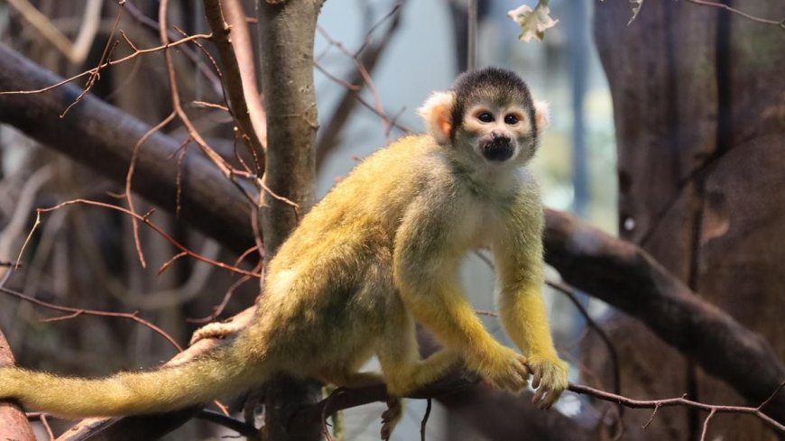 Capuchin Monkeys Abduct Baby Howler Monkeys on Panama’s Jicarón Island, New Study Reveals