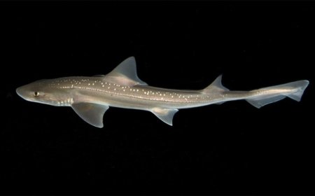 Scientists Discover Clicking Sounds in Rig Sharks for the First Time