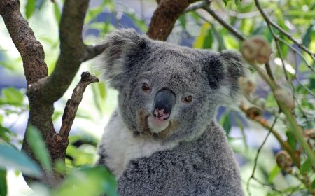 Over 4,300 Koalas Found in Newcastle’s Fringe Forests by Drone Survey