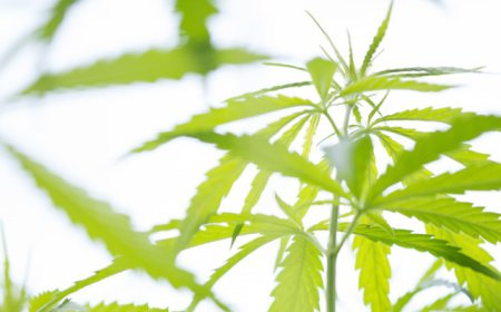 Aurora Cannabis Stock Falls on Fake Acquisition News