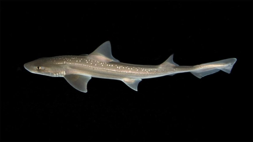 Scientists Discover Clicking Sounds in Rig Sharks for the First Time