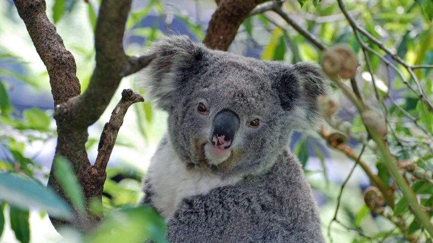 Over 4,300 Koalas Found in Newcastle’s Fringe Forests by Drone Survey