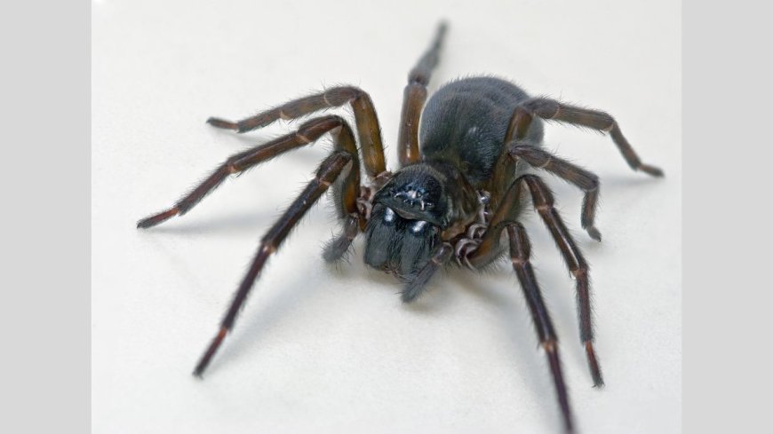 Feather-Legged Lace Weaver Spider Uses Toxic Silk Instead of Fangs to Kill Its Prey