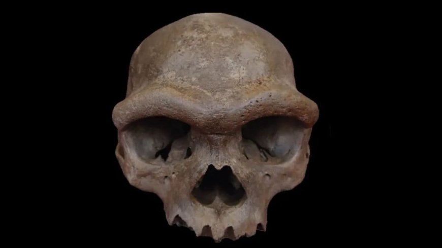 China’s Dragon Man Skull Found to Belong to Denisovan Lineage