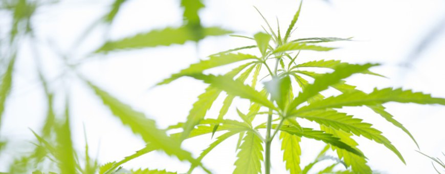 Aurora Cannabis Stock Falls on Fake Acquisition News