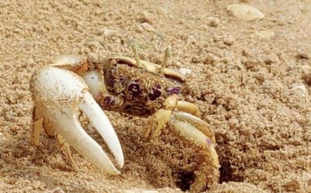 Robot 'Wavy Dave' Fools Crabs, Gets Attacked in Mating Claw Contest
