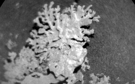 NASA’s Curiosity Rover Spots Ancient Coral-Like Rock on Mars