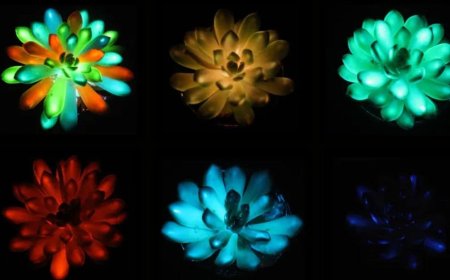 Scientists Create Glow-in-the-Dark Succulents That Can Replace Lamps and Streetlights