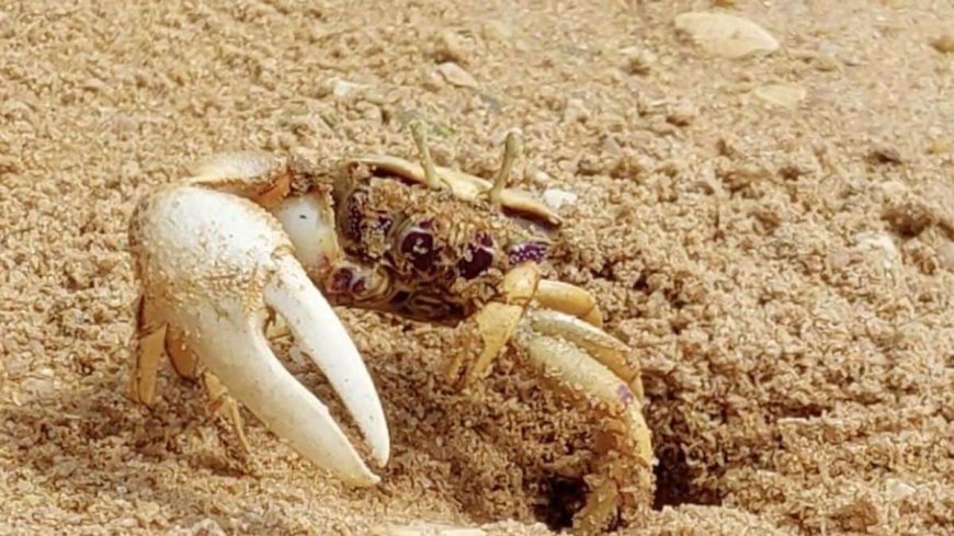 Robot 'Wavy Dave' Fools Crabs, Gets Attacked in Mating Claw Contest