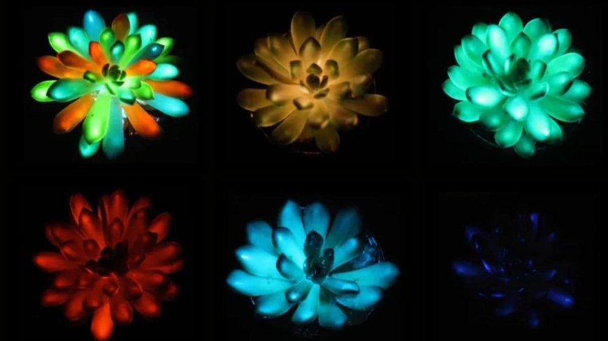 Scientists Create Glow-in-the-Dark Succulents That Can Replace Lamps and Streetlights