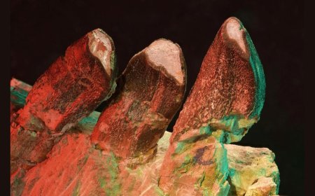 Microscopic Tooth Scratches Unlock Secrets of Sauropod Dinosaurs