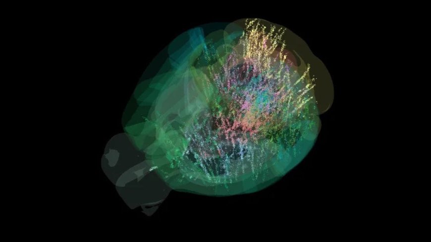 Scientists Map Brain Activity Across 95% of the Mammalian Brain in Landmark Study