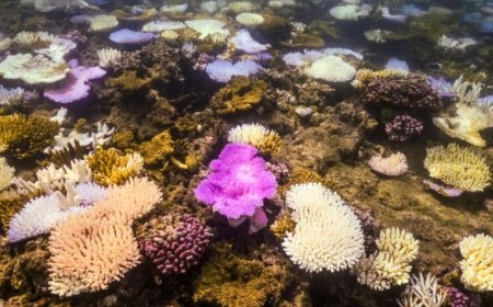 Earth May Have Crossed Its First Climate Tipping Point as Coral Reefs Collapse