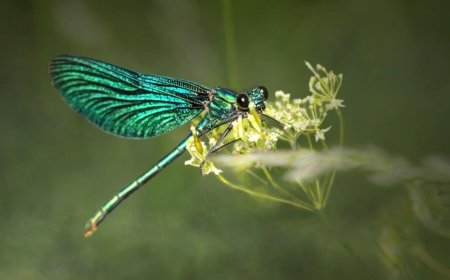 Scientists Discover Parasitic Worms That Hunt Using Static Electricity