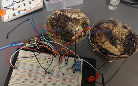 Mushrooms Could Power Future Eco-Friendly Computers, Study Suggests