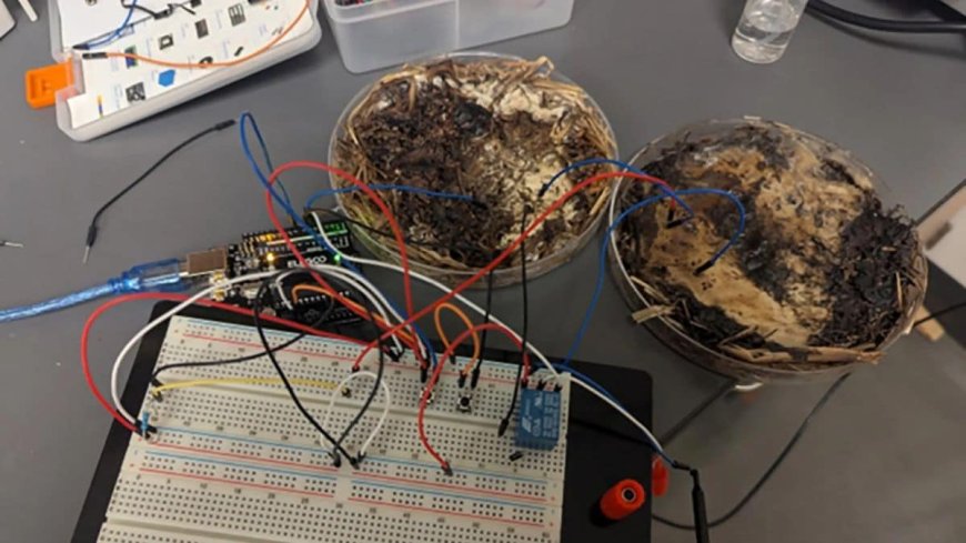 Mushrooms Could Power Future Eco-Friendly Computers, Study Suggests
