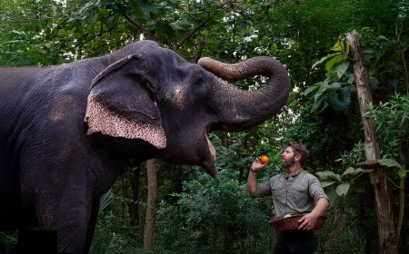 Vantara Sanctuary Stories Now Available for Streaming on JioHotstar: What You Need to Know