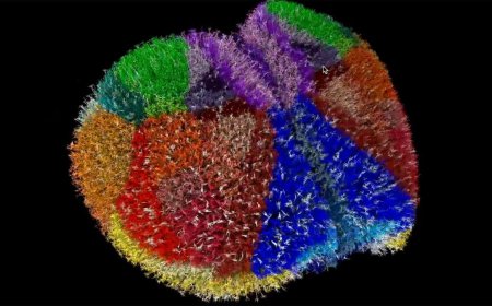 Scientists Build One of the Most Detailed Digital Simulations of the Mouse Cortex Using Japan’s Fugaku Supercomputer