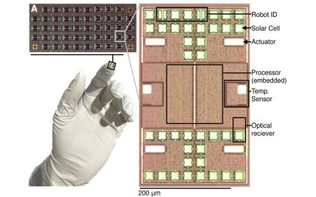 Sub-Millimeter Robots Can Sense, Think, and Act Autonomously, New Study Finds