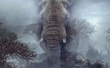 Ghost Elephants Out on OTT: Know Where to Watch This Biographical Film Online